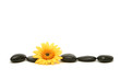 canvas print picture Massage stones and daisy