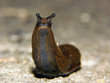 snail - Arion lusitanicus