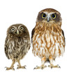 female owl and a owlet