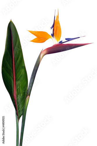 Oiseau Du Paradis Acheter Cette Photo Libre De Droit Et