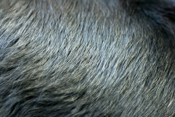 shiny black fur of dog