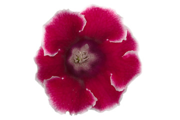 Wall Mural - isolated red gloxinia flower