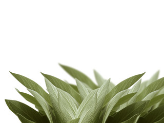 Poster - sage leaf on white background
