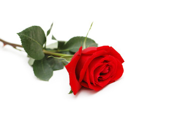 Wall Mural - Red rose isolated  on the white background