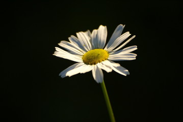 chamomile - 2