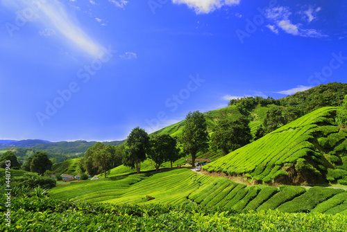 Dekoracja na wymiar pola-plantacji-herbaty-w-cameron-highland