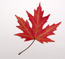 leaf