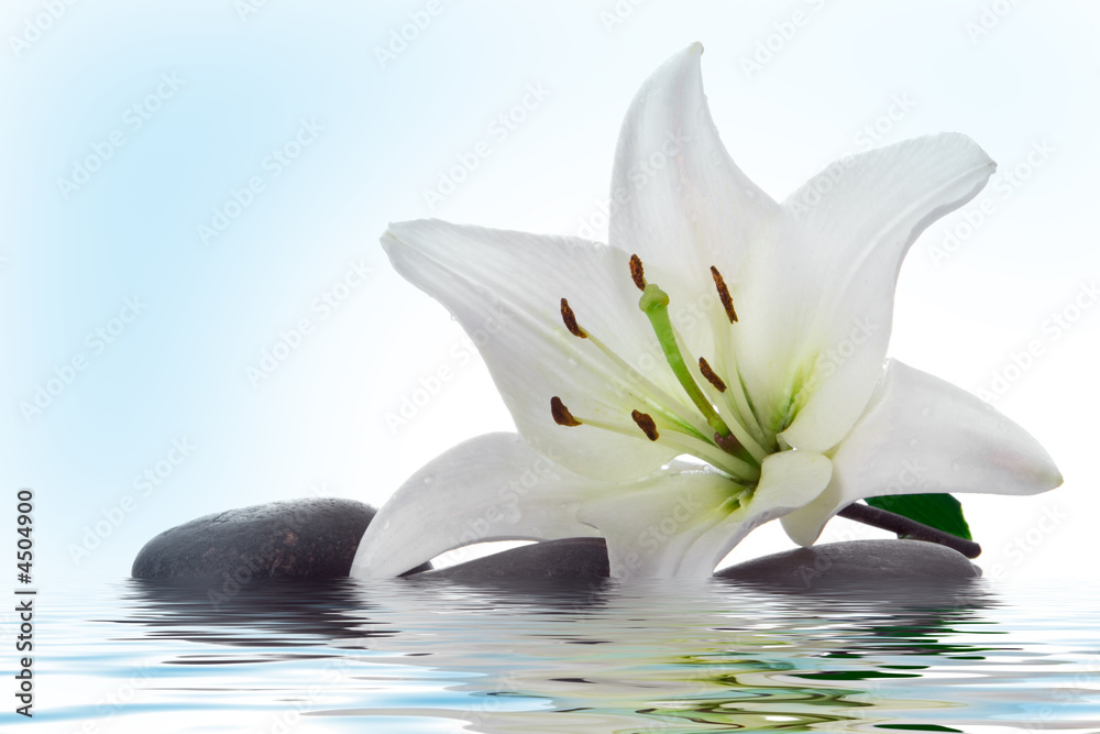 madonna lily and spa stone  in water - obrazy, fototapety, plakaty 