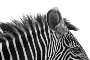 Gorgeous Zebra!