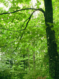 Fototapeta Krajobraz - green forest