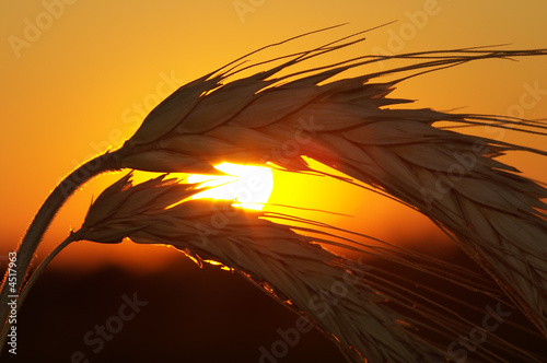 Foto-Plissee - Wheat (von V. Yakobchuk)