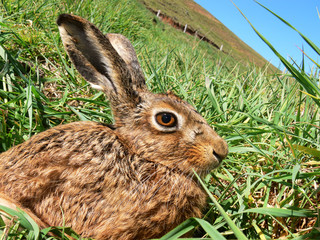 A curious young brown hare