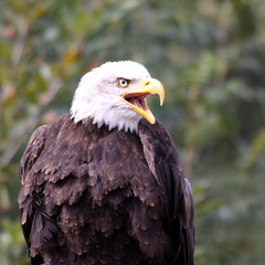 Wall Mural - aigle6