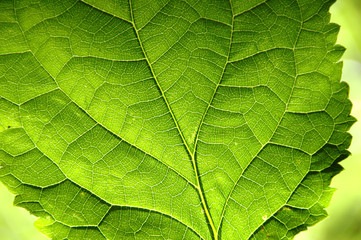 Close Up of Leaf