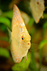 Canvas Print - Discus fish - Symphysodon aequifasciatus in aquarium