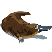Platypus Free Stock Photo Public Domain Pictures