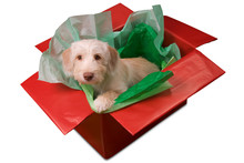 Puppy In Gift Box