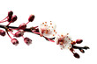 flowering cherry branch in spring