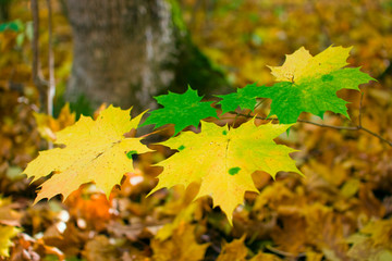 autumn leaves of maple