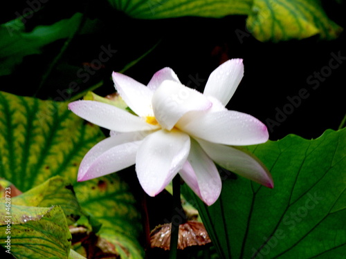 Fleur De Lotus Chine Buy This Stock Photo And Explore