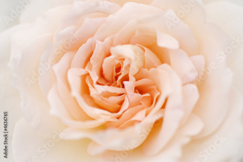 Naklejka dekoracyjna pink rose blossom