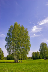 Canvas Print - group of birches