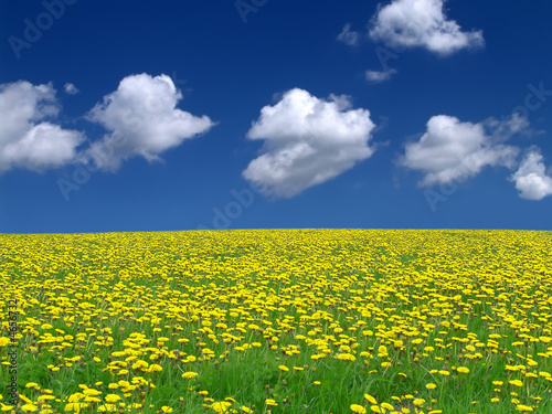 Foto-Vorhang - field with yellow flower (von VladVasilkov)