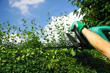 Wall Mural - Hecke schneiden 02