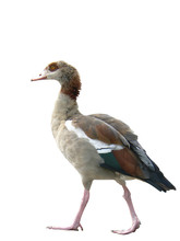 Egyptian Goose  