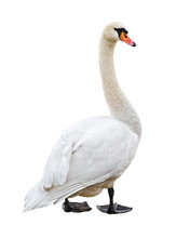 White Mute Swan Isolated On Blank Background
