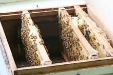 Bees In Beehive