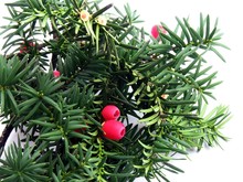 Twigs Of Yew-tree With Red Berries