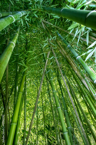 Naklejka - mata magnetyczna na lodówkę bamboo wide angle