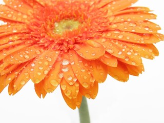 Wall Mural - orange gerbera