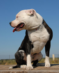 Poster - american staffordshire terrier