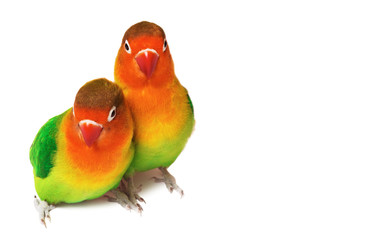 Wall Mural - Pair of lovebirds agapornis-fischeri isolated on white.