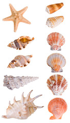 Seashells collection