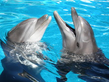 Two Dolphin
