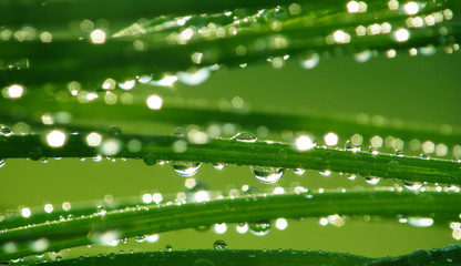 Wall Mural - grass with drops