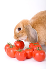 Wall Mural - brown bunny and some tomato