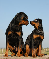 Poster - rottweiler père et fils