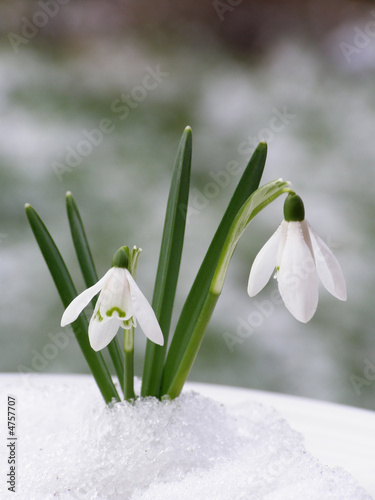 Naklejka nad blat kuchenny snowdrop