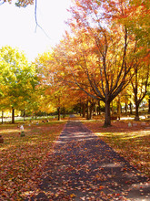 Autumn Path In Graveyard