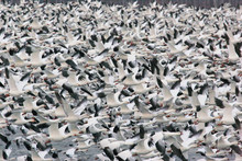 Huge Flock Of Snow Geese