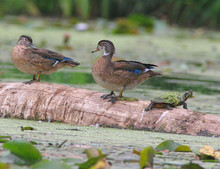 Baby Wood Ducks On A Log With A Turtle