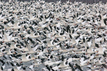 Wall Mural - Huge Flock of Snow Geese