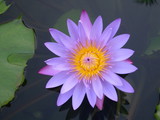 fiore di loto