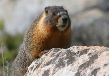 Marmot Sunning In Yosemite National Park