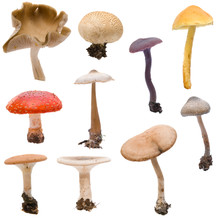 Various Woodland Mushrooms And Toadstools On White Background