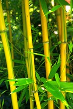 Bambus 03